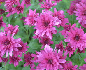 Purple Mums