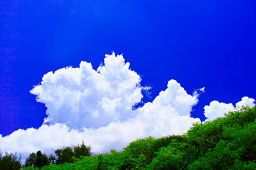 Fototapeta premium 夏の宮古島、南国の林と夏雲