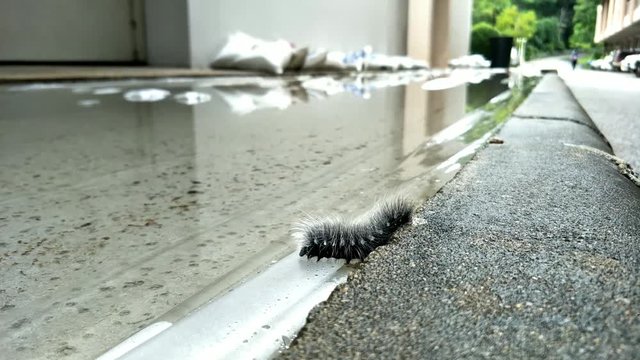 White hairy caterpillar trying to cross water on the street