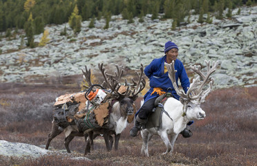 tsaatan family bringing firewood from a forest on reindeer in northern Mongolia