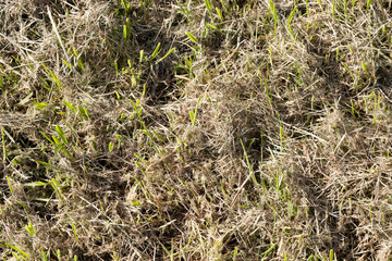 Mown grass, close-up