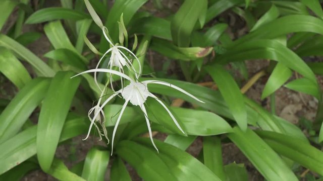 Hymenocallis beautiful tropical flower in park stock footage video