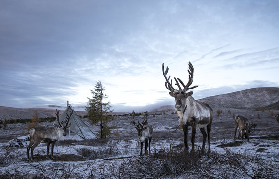 Fototapeta rein deer in a snow in northern Mongolia
