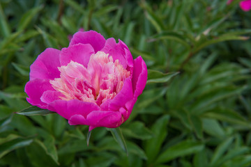 Obraz premium Beautiful pink peonies in the summer garden