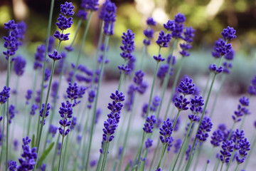 Naklejka premium ラベンダー