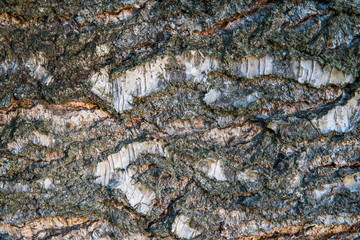 Texture of birch bark close-up. Birch tree wood texture