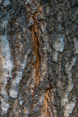 Texture of birch bark close-up. Birch tree wood texture
