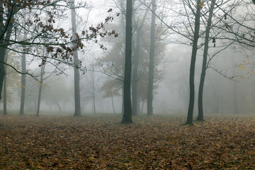 Autumn forest, fog