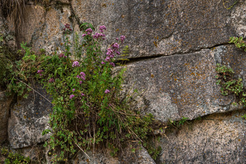 Rocks wall with wild plants on it