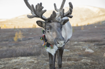 rein deer in northern Mongolia