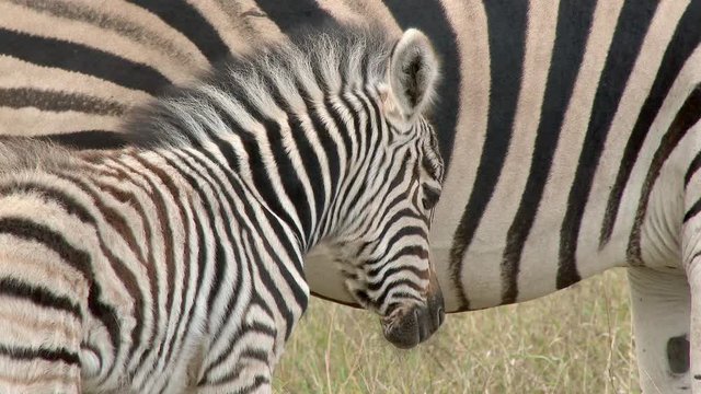 Plains Zebra (Equus quagga burchellii )  foal  close-up standing next to mother. Lock shot.