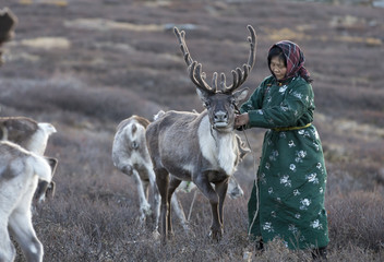 tsaatan woman with reindeer in Northern Mongolian landscape