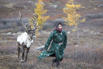 tsaatan woman with reindeer in Northern Mongolian landscape