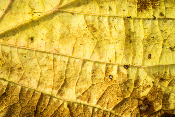 the texture of the leaf from the tree in autumn season