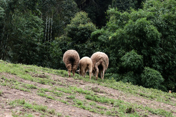 Masses of sheep are eating grass in farm.