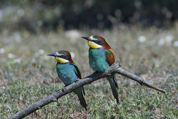 European bee-eater (Merops apiaster)