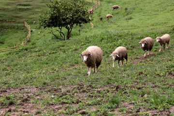 Masses of sheep are walking on floor in farm.