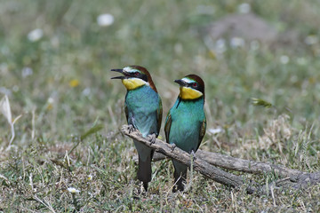European bee-eater (Merops apiaster)