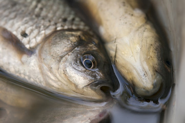 silvery crucian carp