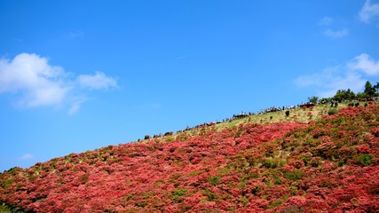 天空の花園