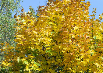 yellowed maple trees in autumn