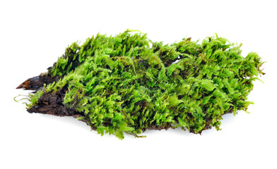 Green moss isolated on white bakground