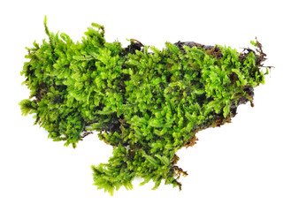 Fototapeta premium Green moss isolated on white bakground