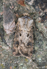 Macro photo of a heart and club, Agrotis clavis resting on wood