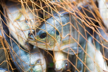 Fish in fishing net. animal..