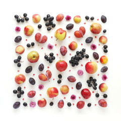 A composition of fruits in a square format on a white background. Pattern made from fresh fruits. Top view, flat design. Collage of plum, grapes, apples, flowers, nectarines.