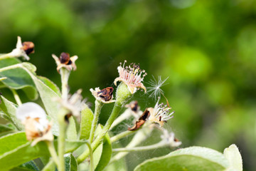 faded pear, a close-up