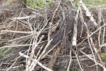 Broken breeze trees birch trees