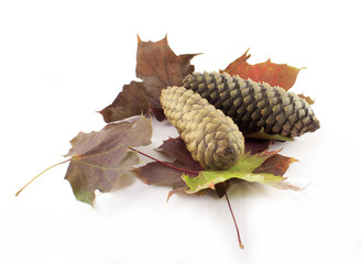 Pine cones and autumn maple leaves on white background