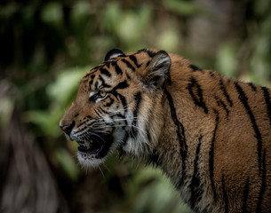 tiger