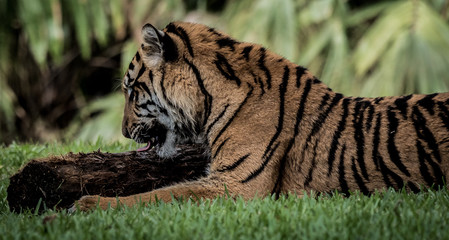 tiger