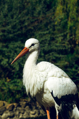 White Stork in the Green Morning Park