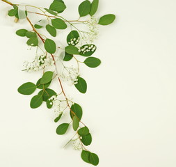 Obraz premium green eucalyptus branch with flowers on a white background.abstract. top view. copy space