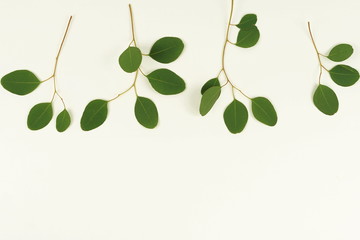 Obraz premium green eucalyptus branches on a white background.abstract. top view.copy space