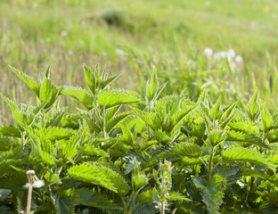 Nettle green leaf