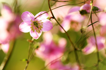 Obraz premium Gardens blossom in full bloom.Flowers in small clusters on a bush