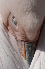 Pelikan