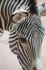Zootiere