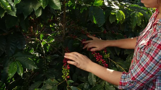 Portrait of coffee bean worker and tree