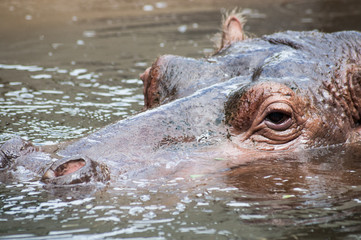 Fototapeta premium Zootiere