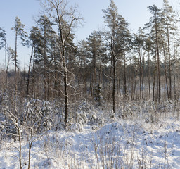 Snow drifts in winter