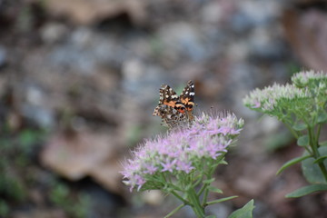 Butterflies