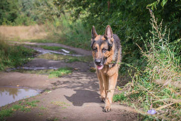 German shepherd dog in sunny autumn
