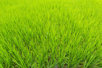 Green rice field