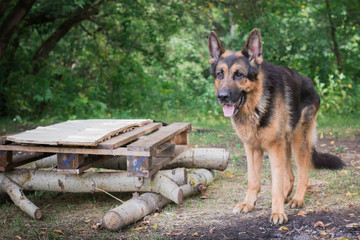 German shepherd dog in sunny autumn