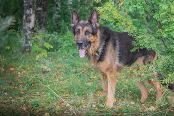 German shepherd dog in sunny autumn
